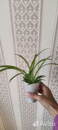 Хлорофитум