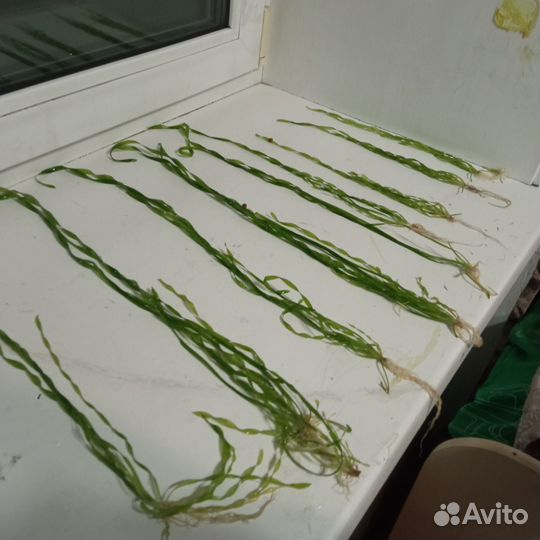 Аквариумные растения