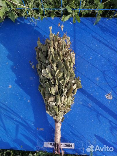 Березовые Веники для бани