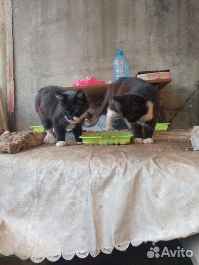 Маленькие котята в добрые руки