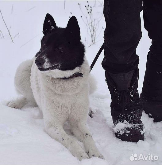 Собака метис лайки в добрые руки(девочка)