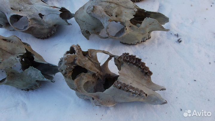 Череп косули