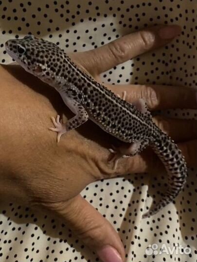 Геккон эублефар