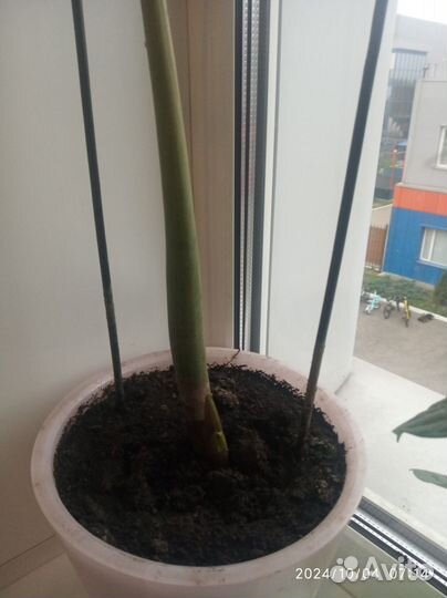 Замиокулькас