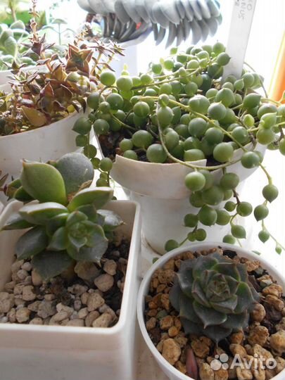 Суккуленты:Хавортии,Седум,Эчеверии