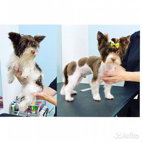 Грумминг собак и кошек. Стрижка, уход, гигиена