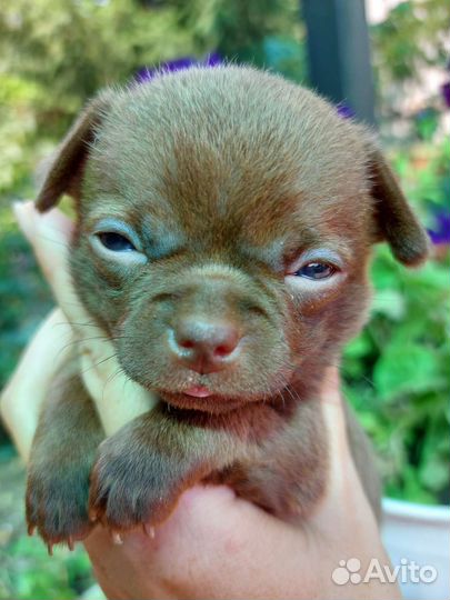 Шоколадные мальчики чихуа