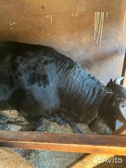 Бык на мясо