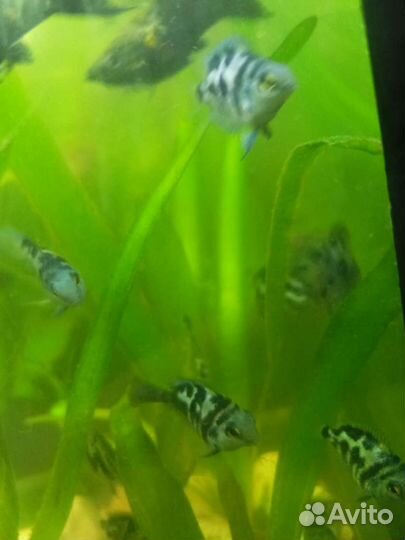 Гуппи, моллинезии,меченосцы, гурами