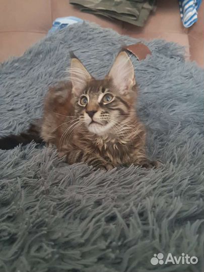 Котята Мейн-кун 5.05.2023г