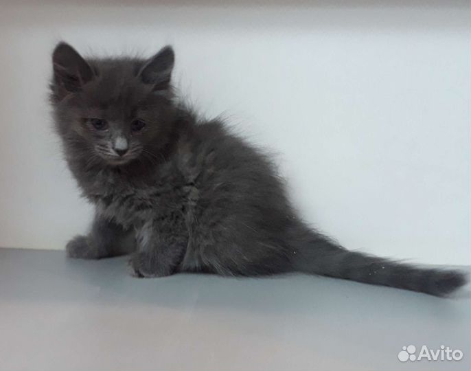 Кошка в дар бесплатно