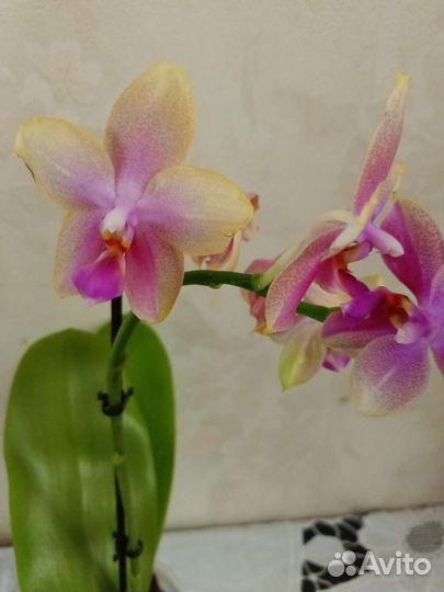 Орхидеи ароматные и отцветашки
