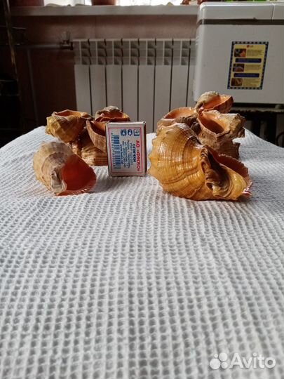 Ракушки-рапаны