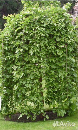 Персик, миндаль, груши, шарафуга и др