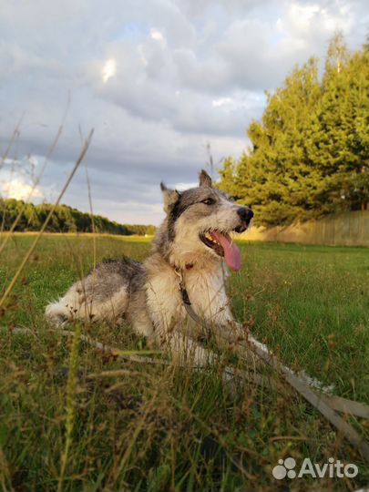 Добрая собака