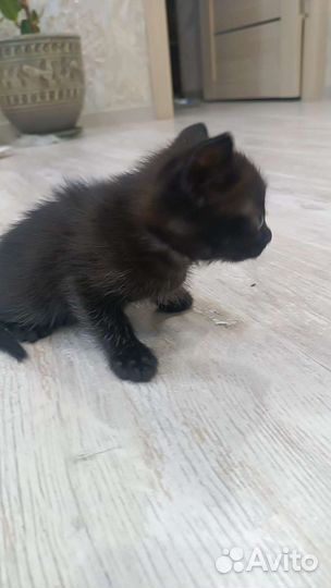 Котята в добрые руки бесплатно