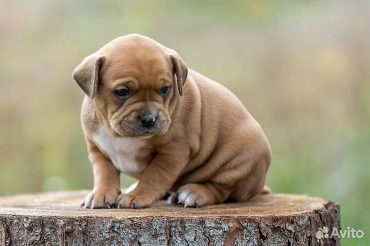 Продажа щенков Коди