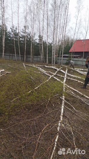 Спил деревьев кустарников