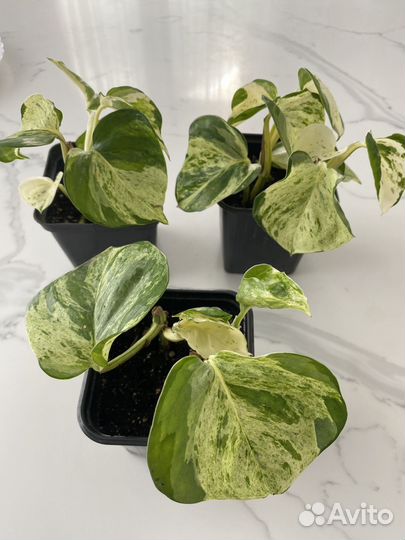 Домашние растения