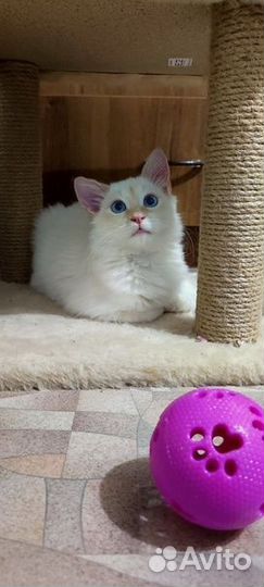 Котенок мальчик в добрые руки