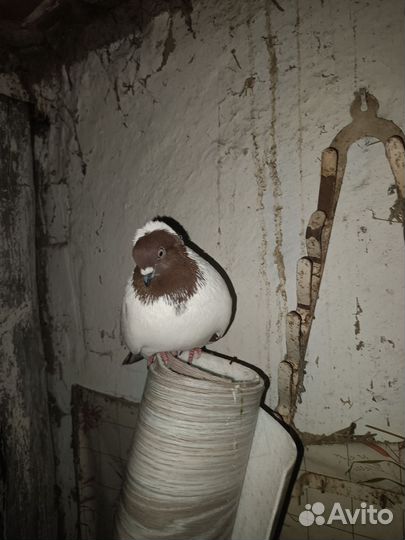 Голуби породистые