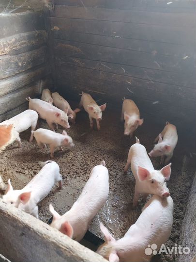 Продам поросят