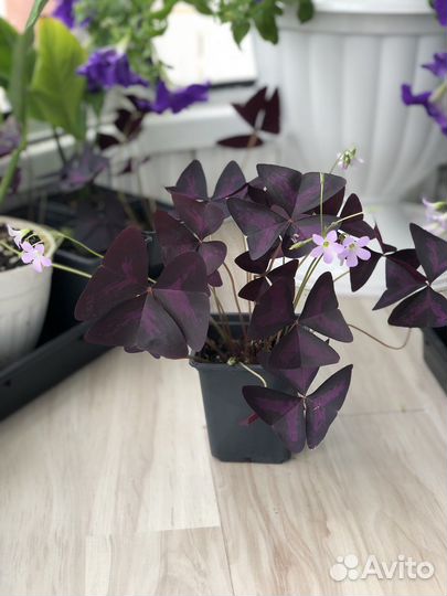 Комнатные цветы