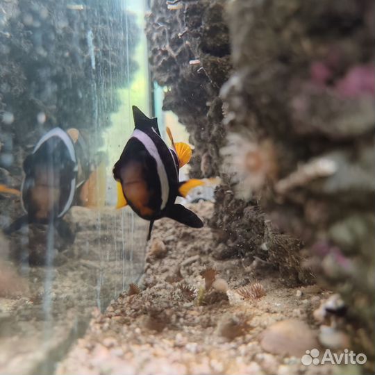 Морской аквариум