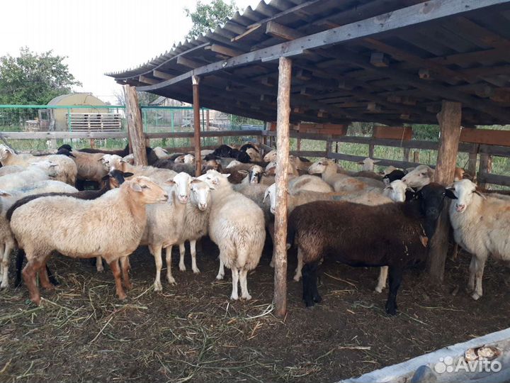 Овцы бараны