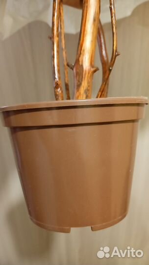 Фикус Мокламе