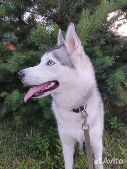 Сибирский хаски