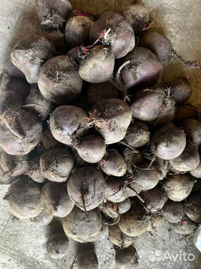 Продам свёклу оптом