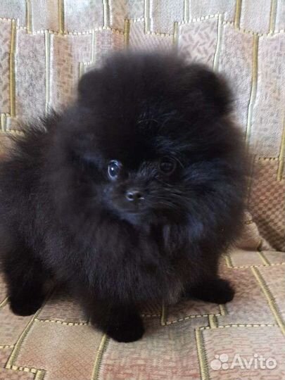 Померанский шпиц