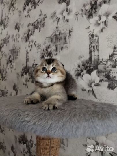 Шотландский Вислоухий Котик