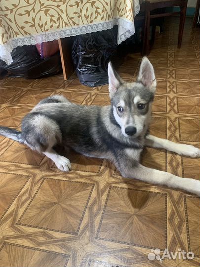 Собака в добрые руки отдам бесплатно