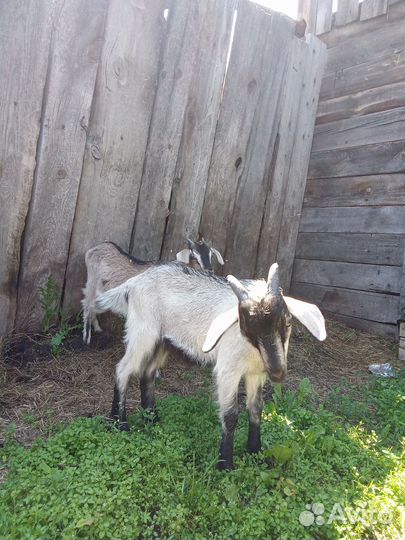 Коза и козлик