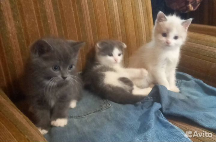 Котята в добрые руки