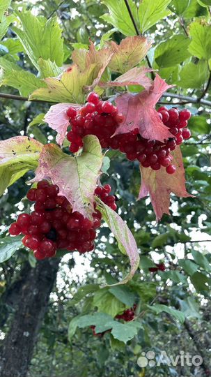 Виноград Изабелла, калина