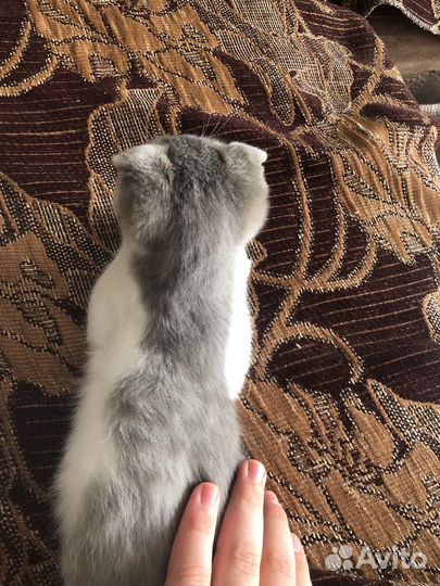 Котенок девочка вислоухий