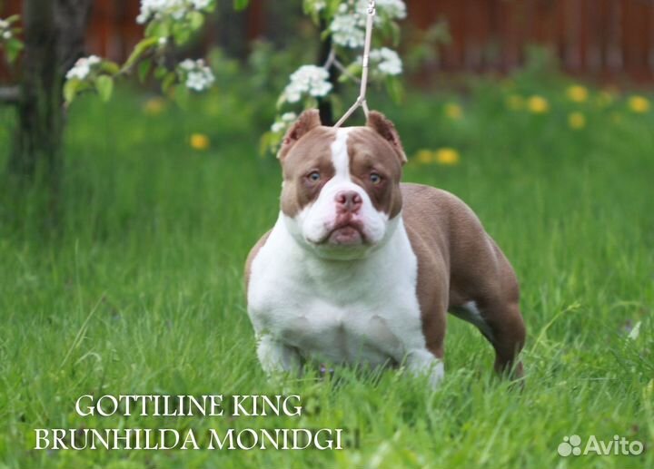 Шикарная девочка булли в типе низкий покет(30см)