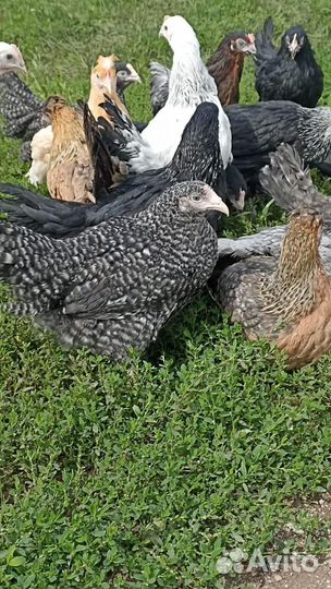 Куры молодки