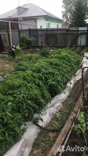 Рассада помидор