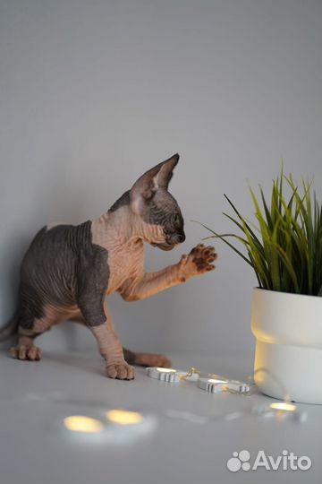 Котята сфинкс эльф