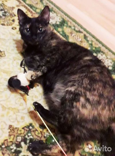 Кошка на счастье