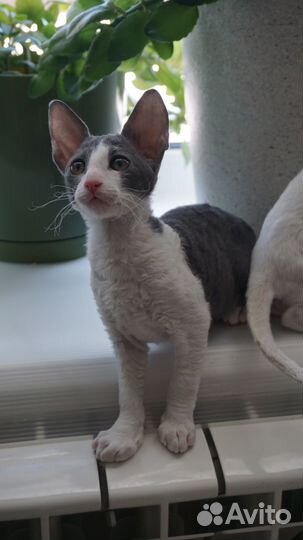 Котята корниш-рекс