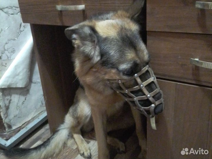 Немецкая овчарка