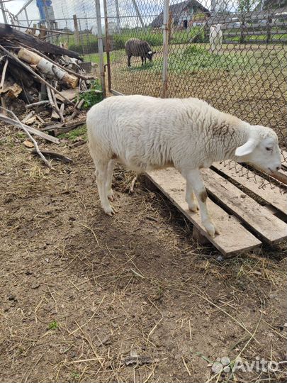 Зааненская дойная коза, Катумский барашек