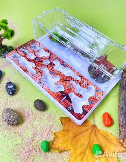 Муравьиная ферма Муравьи