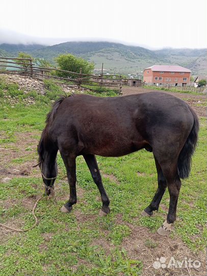 Жеребчик 2 года