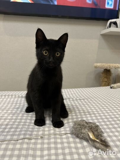 Черный котенок